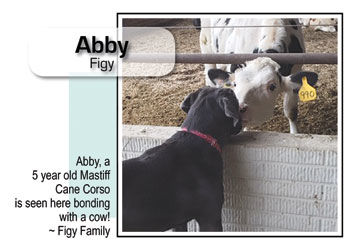 Abby Figy